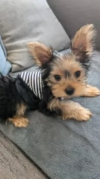 こまめ 様のお迎えした子犬
