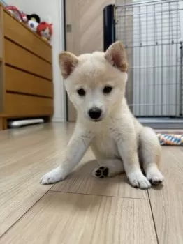 ゆずすけろく 様のお迎えした子犬