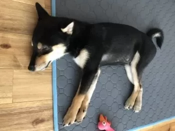 Y.O 様のお迎えした子犬