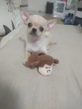 まーさん 様のお迎えした子犬