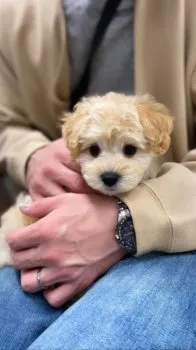 チャミ 様のお迎えした子犬