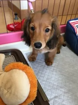 チャック 様のお迎えした子犬