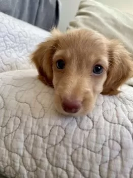 えるふママ 様のお迎えした子犬