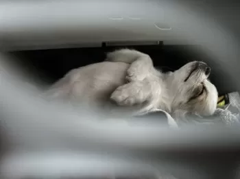 K.A 様のお迎えした子犬