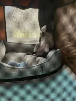 M.S 様のお迎えした子犬