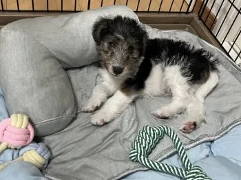 S.I 様のお迎えした子犬