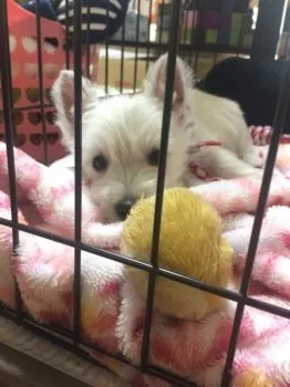 クレアのママ 様のお迎えした子犬