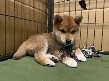 なべさん 様のお迎えした子犬