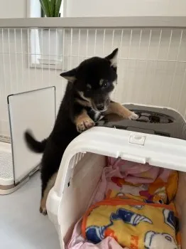 ゆみな 様のお迎えした子犬