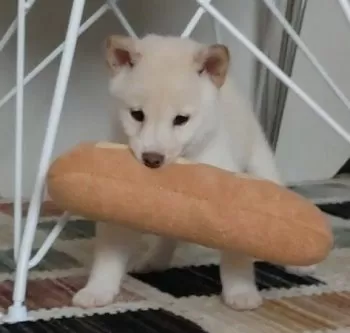 M.T 様のお迎えした子犬