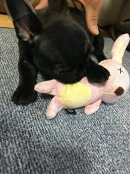 ひとみ 様のお迎えした子犬
