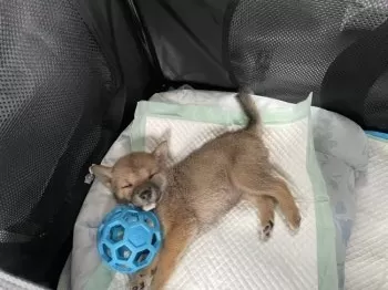 ハル 様のお迎えした子犬