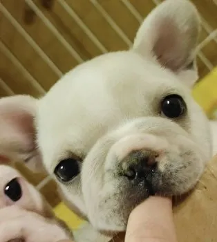 R.Y 様のお迎えした子犬