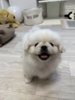C.A 様のお迎えした子犬