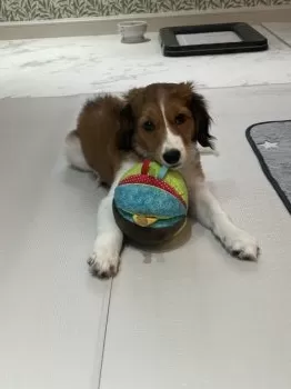 Y.T 様のお迎えした子犬
