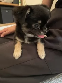 H O 様のお迎えした子犬