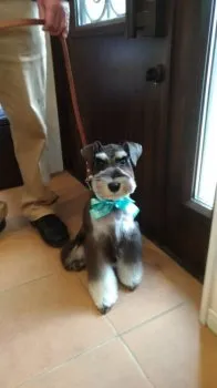 J.Kikuchi 様のお迎えした子犬