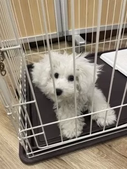 N.O 様のお迎えした子犬