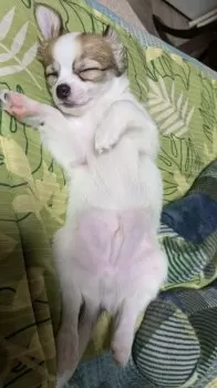 J.N 様のお迎えした子犬