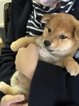 yuki 様のお迎えした子犬