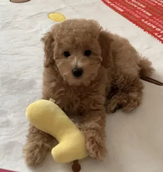 むぎ 様のお迎えした子犬