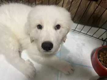 Y.A 様のお迎えした子犬