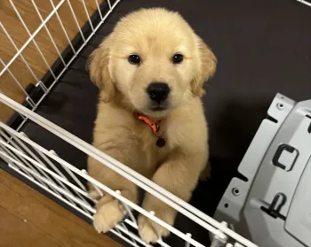 モカのお父さん 様のお迎えした子犬