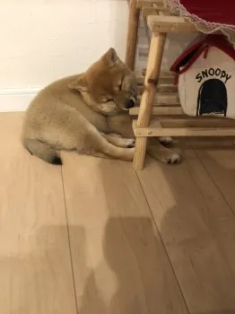 M.S 様のお迎えした子犬