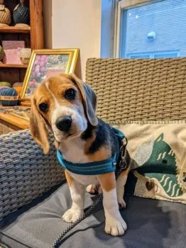 バーティ 様のお迎えした子犬