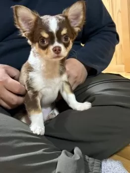 S.H 様のお迎えした子犬