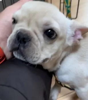 ぱんち 様のお迎えした子犬