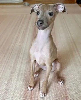 ラウロック 様のお迎えした子犬