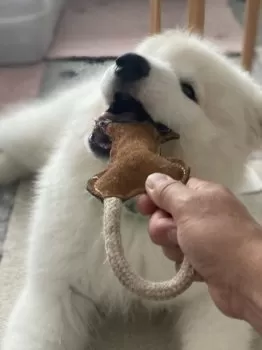 H.A 様のお迎えした子犬