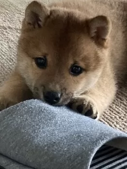 M.S 様のお迎えした子犬