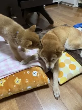 だいぴなかん 様のお迎えした子犬