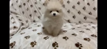 K.T 様のお迎えした子犬