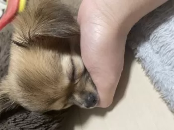 bamくん 様のお迎えした子犬