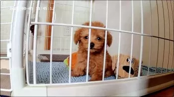 mayuayakasusa 様のお迎えした子犬