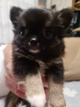 M.Y 様のお迎えした子犬