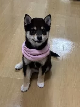 たかちゃん 様のお迎えした子犬