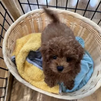 レオ 様のお迎えした子犬