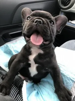 F・E 様のお迎えした子犬