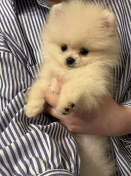 M.U 様のお迎えした子犬