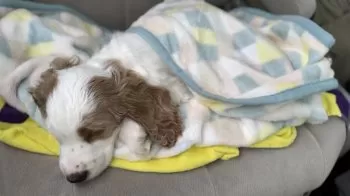 Y.H 様のお迎えした子犬