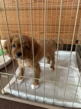 茶美 様のお迎えした子犬