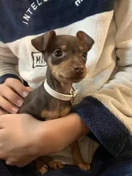 M.U 様のお迎えした子犬