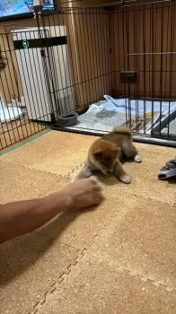 Y.T 様のお迎えした子犬