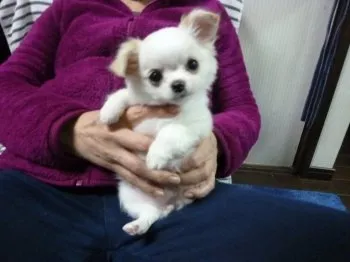 YK 様のお迎えした子犬