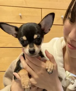 Y.O 様のお迎えした子犬