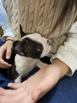 inyo! 様のお迎えした子犬